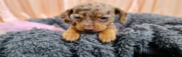 Dachshund dogs for sale: Adorable Dachshund Puppies Ready for Forever Homes - Advert 7