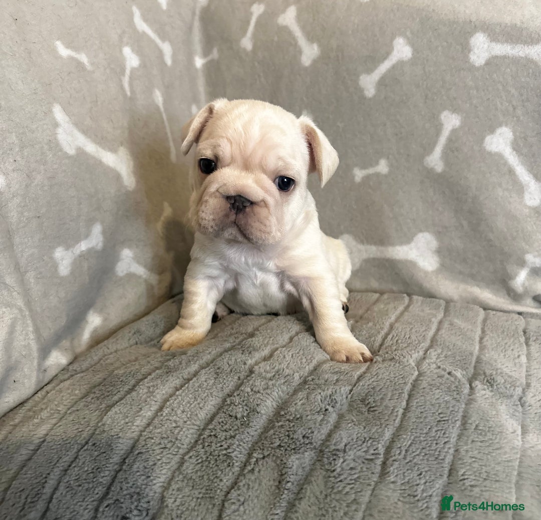 French Bulldog dogs for sale: ✨Two Gorgeous French Bulldog Boys ✨ - Advert 7
