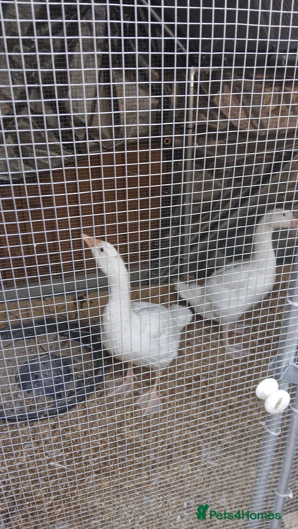Geese poultry 2 x goslings for sale  - Advert 16