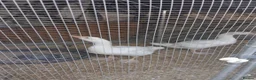 Geese poultry for sale: 2 x goslings for sale  - Advert 1
