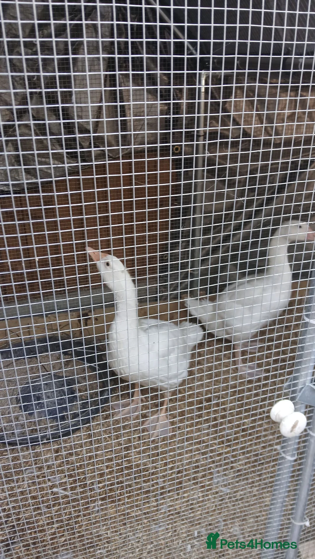 Geese poultry for sale: 2 x goslings for sale  - Advert 1