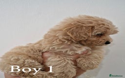 Maltipoo dogs for sale: Adorable Maltipoo Pups - Image 2