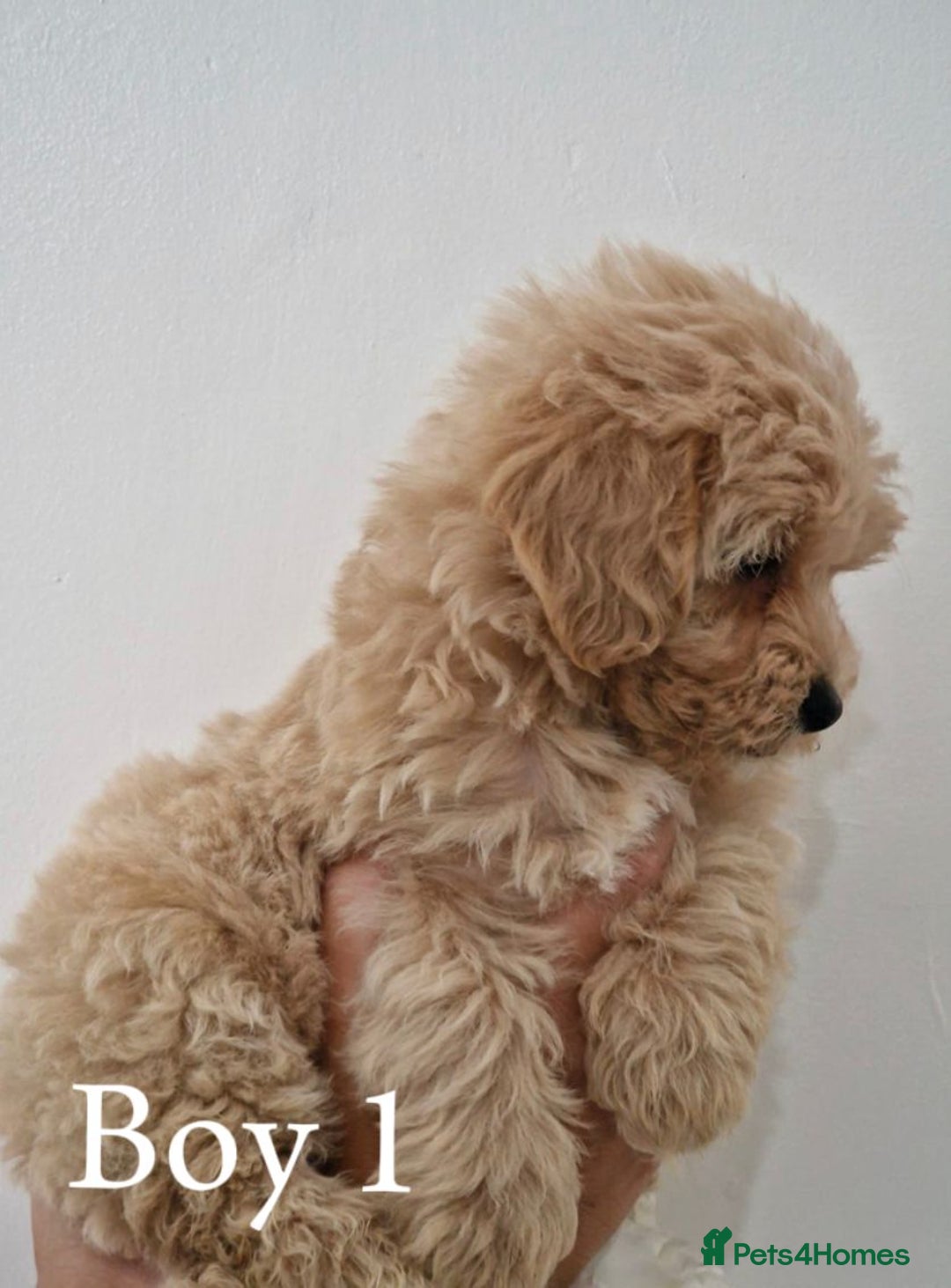 Maltipoo dogs for sale: Adorable Maltipoo Pups - Image 2