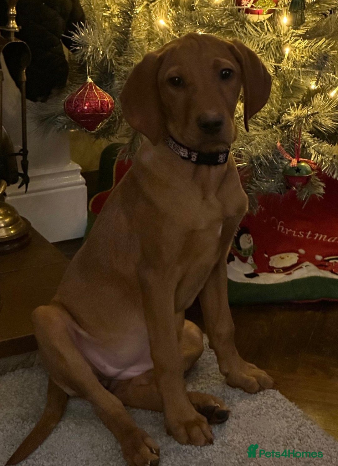 Labrador Retriever dogs for sale: Red fox Labrador for rehoming (NOT A LITTER) - Advert 3