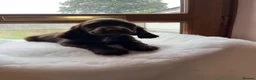 Sprocker dogs for sale: Health tested Sprockers 🐶  - Advert 3