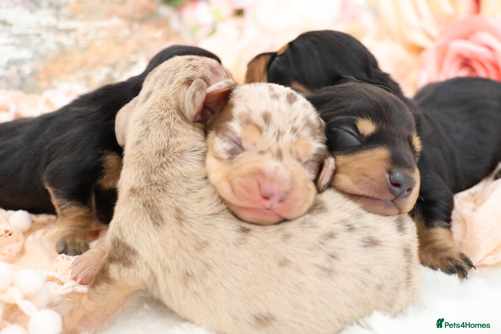 Miniature Dachshund dogs KC Miniature Dachshund Puppies - Advert 1