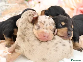 Miniature Dachshund dogs KC Miniature Dachshund Puppies - Advert 1