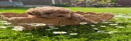 Cockapoo dogs for sale: Wonderful healthy puppies can go to new homes  - Advert 28