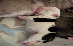 Old Tyme Bulldog dogs for sale: Old tyme bulldog pups  - Image 13