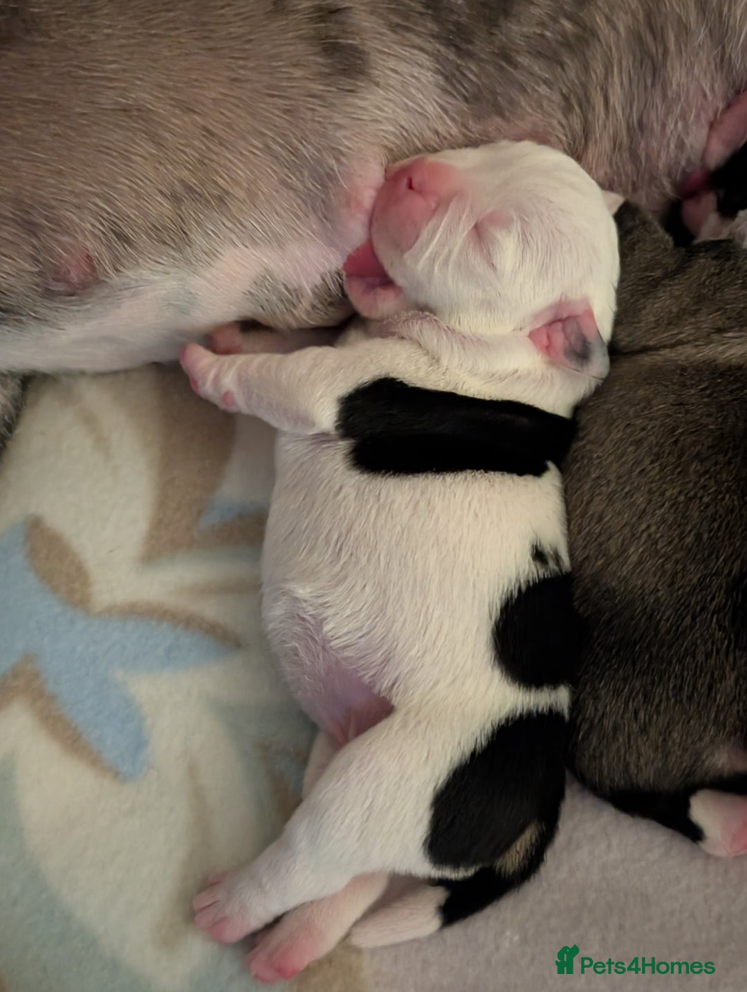 Old Tyme Bulldog dogs for sale: Old tyme bulldog pups  - Image 13