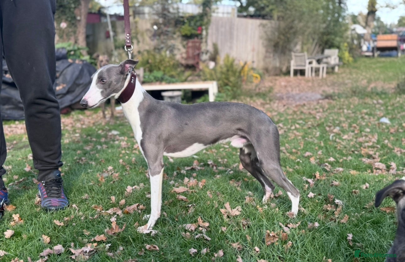 Whippet dogs KC Blue Parti Whippet Stud - Advert 1