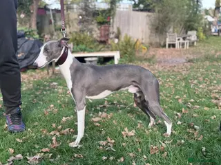 Whippet dogs KC Blue Parti Whippet Stud - Advert 1