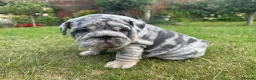 English Bulldog dogs for sale: Top Quality English Bulldog Pups Not Your Usual  in Colchester - Advert 40
