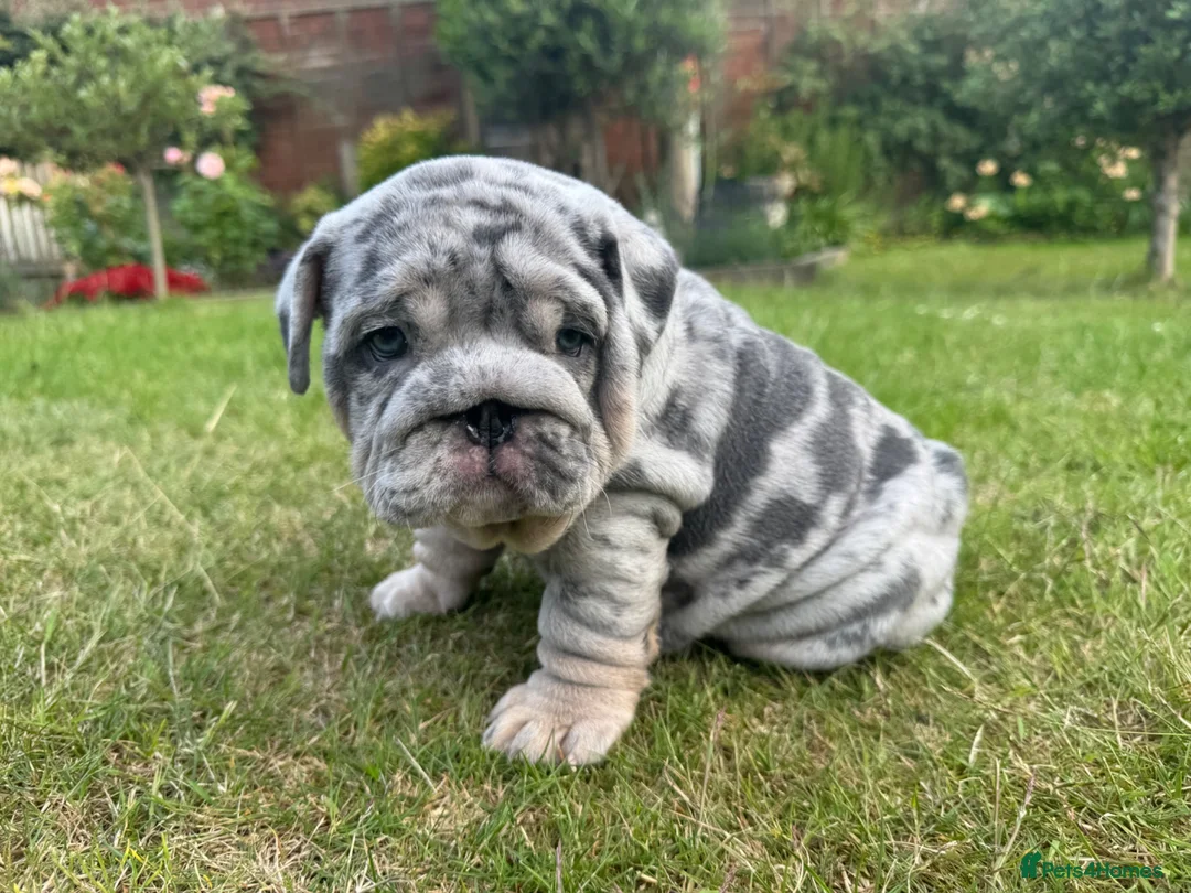 English Bulldog dogs for sale: Top Quality English Bulldog Pups Not Your Usual  in Colchester - Advert 40