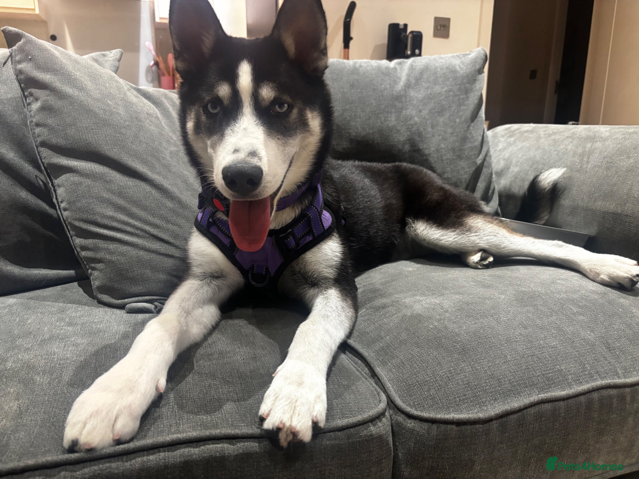 Siberian Husky dogs Siberian husky  - Advert 14