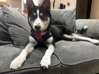 Siberian Husky dogs Siberian husky - Advert 14