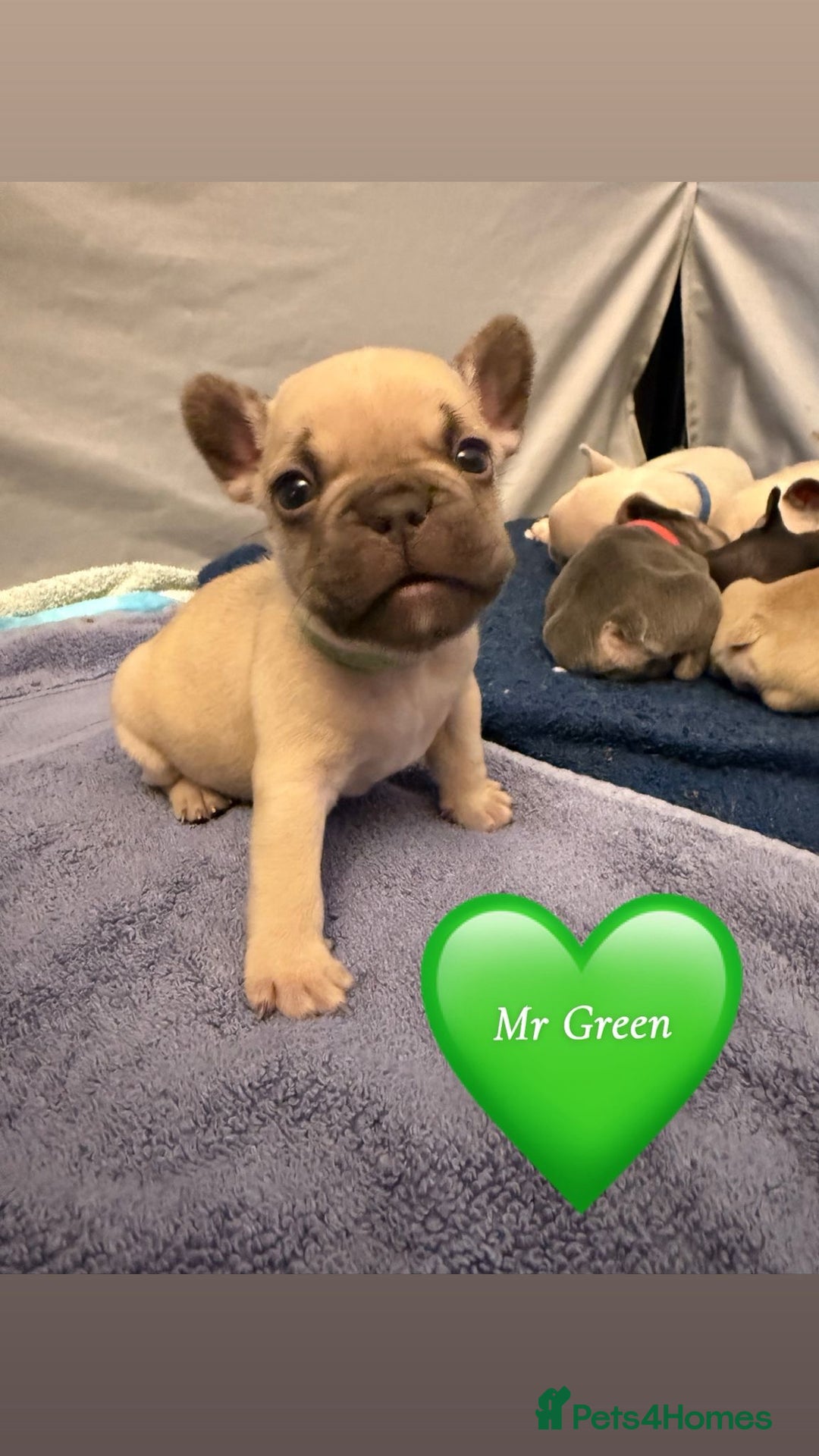 French Bulldog dogs for sale: Beautiful Pups – Looking for Their Forever Homes - Advert 27
