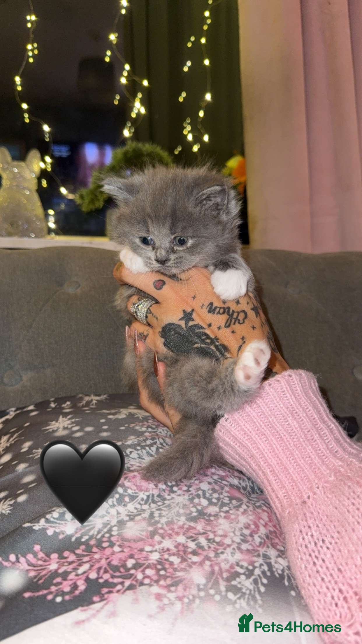 British Shorthair cats   British Shorthair/Ragdoll - Advert 15