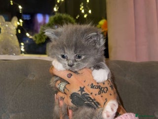 British Shorthair cats British Shorthair/Ragdoll - Advert 4