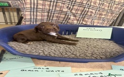 Cocker Spaniel dogs for sale: Two cocker spaniel litters - Image 9