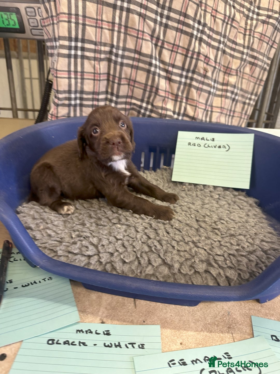 Cocker Spaniel dogs for sale: Two cocker spaniel litters - Image 9