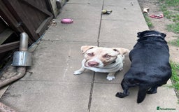 Mixed Breed dogs for sale: Rocky - Image 2