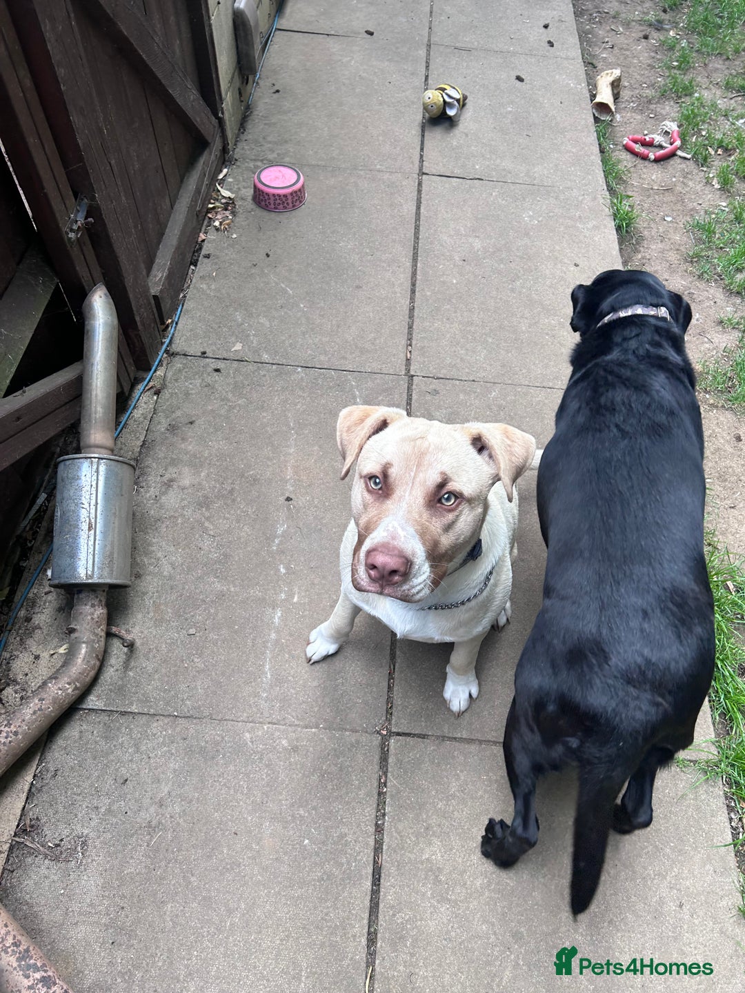 Mixed Breed dogs for sale: Rocky - Image 2
