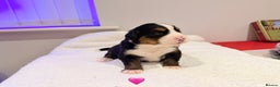 Bernese Mountain Dog dogs for sale: Stunning Pedigree Bernese Mountain Puppies - Advert 18