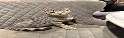 Bengal cats for sale: Stunning Bengal Kittens - Advert 7