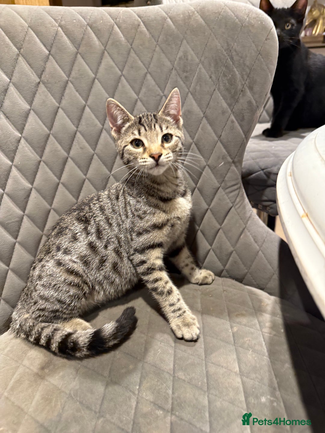 Bengal cats for sale: Stunning Bengal Kittens - Image 7