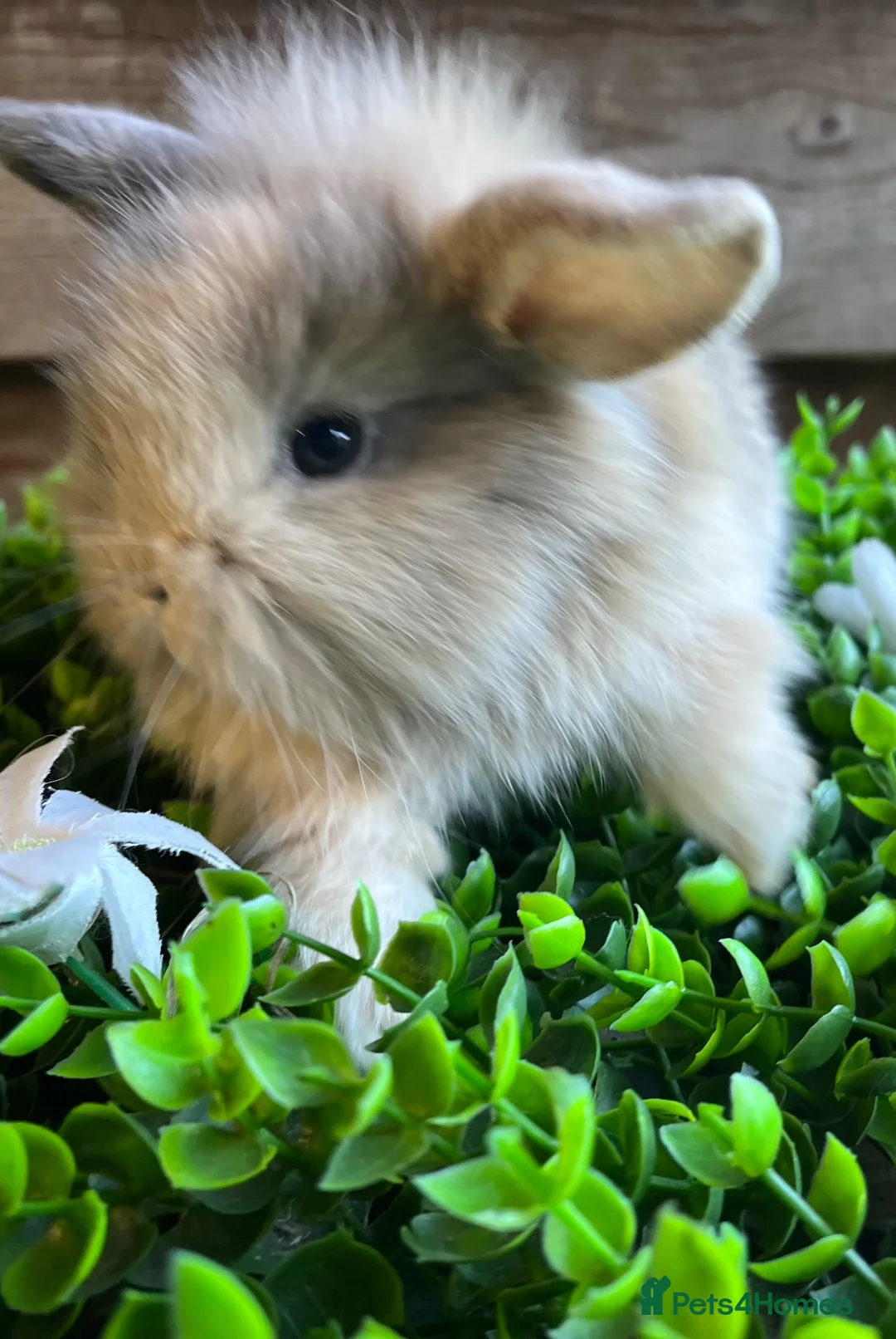 Mini Lion Lop rabbits for sale: Mini lion lops  - Advert 1