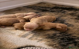 Mixed Breed dogs for sale: Cavapoochon  - Image 10