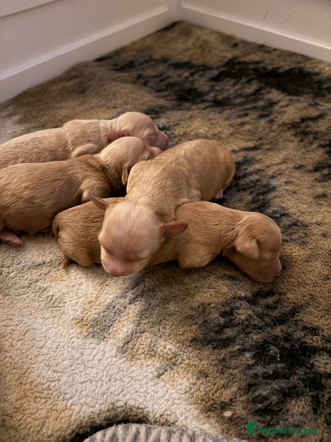 Mixed Breed dogs for sale: Cavapoochon  - Image 10