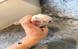 Chihuahua dogs for sale: 🩷Chihuahua puppies Thai genes🩷 - Image 17