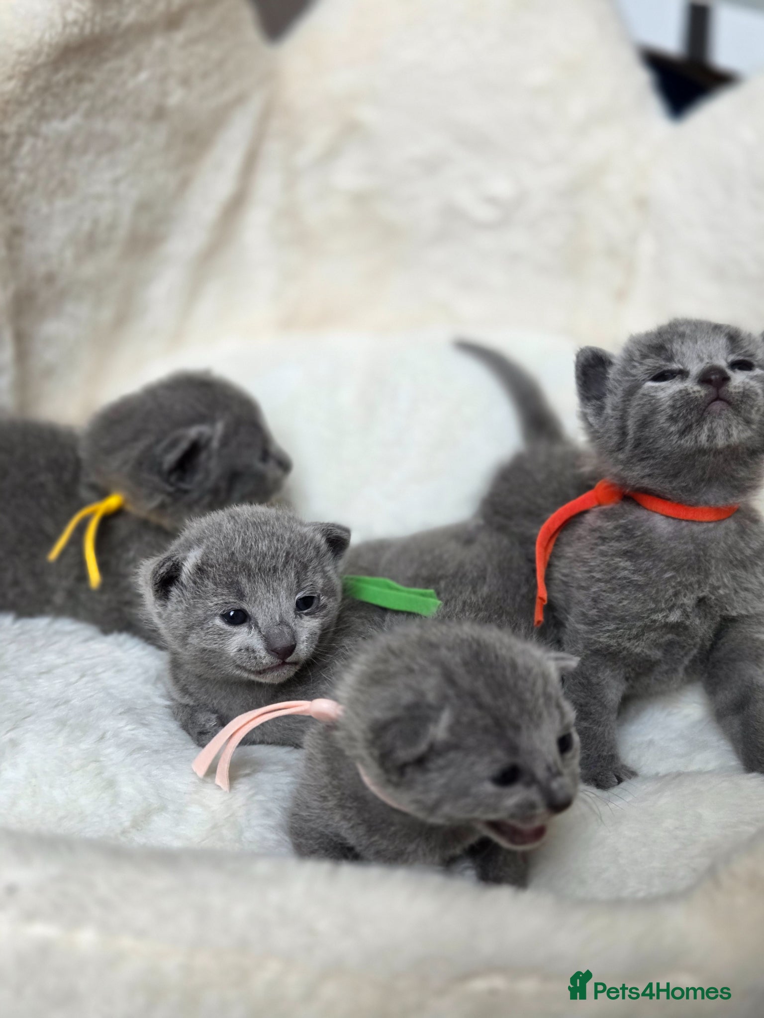 Russian Blue cats 💙 Russian Blue Kittens – TICA Registered 💙 - Advert 4