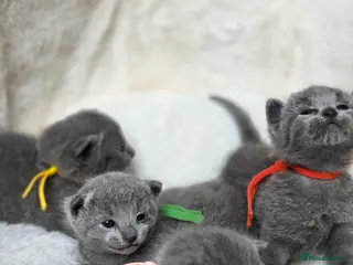 Russian Blue cats 💙 Russian Blue Kittens – TICA Registered 💙 - Advert 4