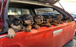 Huntaway dogs for sale: CHUNKY HUNTAWAY PUPPIES FOR SALE  - Image 1