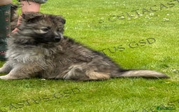 German Shepherd dogs for sale: Reduced kc reg German shepherd pup carry Isabella  - Image 7