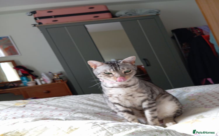 Bengal cats - Advert 1
