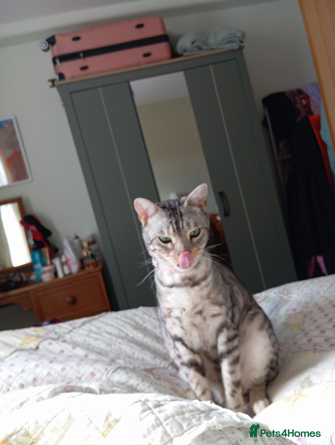 Bengal cats for sale: Silver spotted female Bengal cat  - Image 1