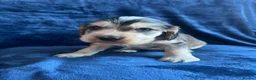 Cocker Spaniel dogs for sale: Show type KC reg health tested. Boys available  - Advert 12