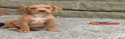 Cockerdor dogs for sale: Fox red Cockerdor pups 🐶 - Advert 1