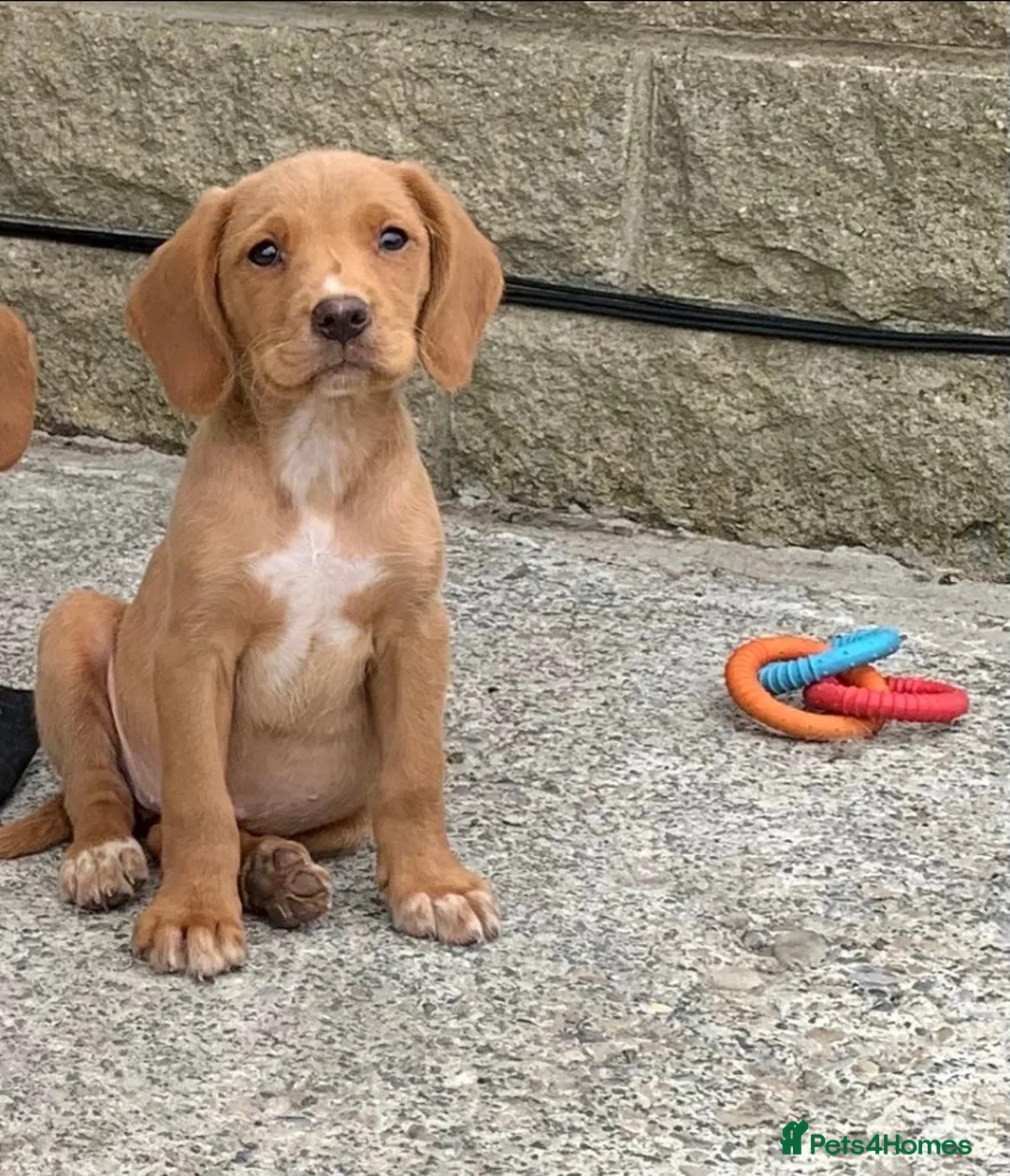 Cockerdor dogs for sale: Fox red Cockerdor pups 🐶 - Advert 1
