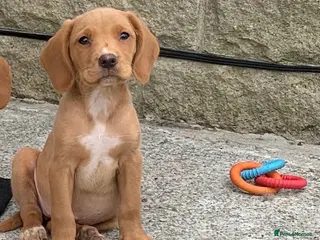 Cockerdor dogs Fox red Cockerdor pups 🐶 - Advert 18