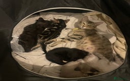 Bengal cats for sale: Part Snow Bengal Kitten - Image 18