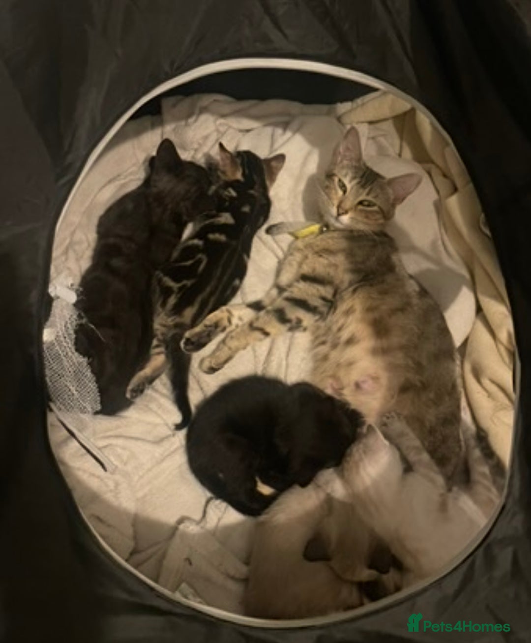 Bengal cats for sale: Part Snow Bengal Kitten - Image 18