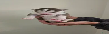 Siberian Husky 1