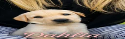 Labrador Retriever dogs for sale: KC Registered Labrador Puppies – Working Lines in Cleator - Advert 9