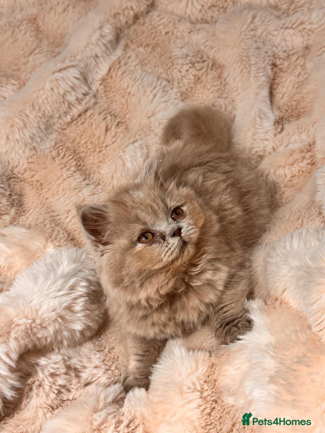 British Longhair cats for sale: !!Champion Bloodline!! British longhair GCCF stoke - Advert 5