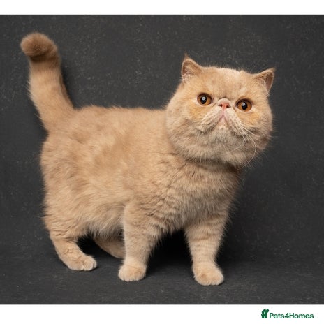 Exotic cats Fife champion 🏆 for stud in Tadworth - Advert 2